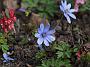 Hepatica Loddon Blue